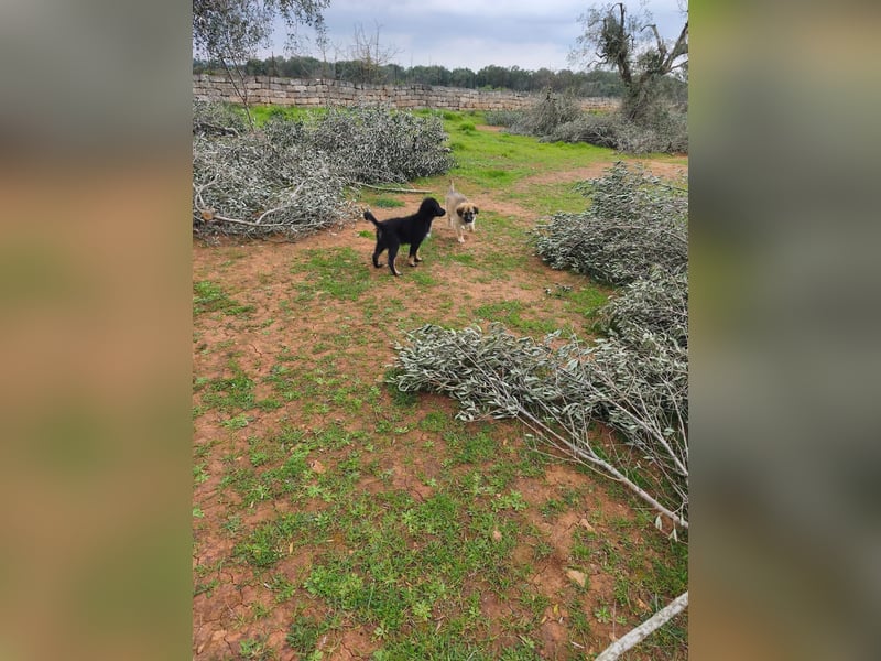 süßer Knut sucht sein Zuhause für immer