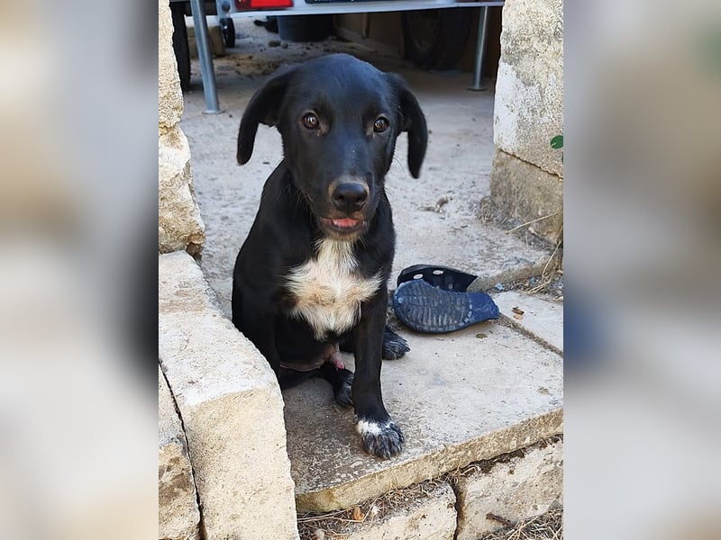 süßer Benno wünscht sich Zuhause süßer Benno wünscht sich Zuhause