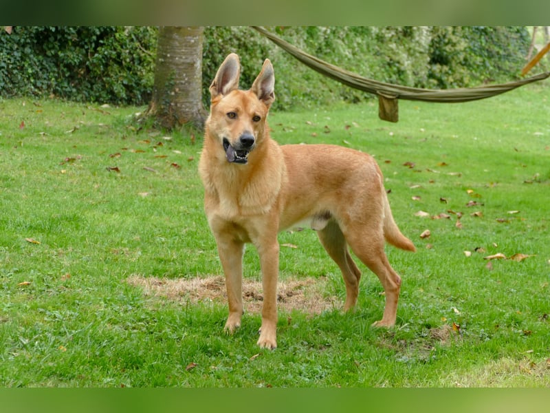 sanfter Rico in 88326 Zollenreute (Aulendorf) sucht sein Zuhause