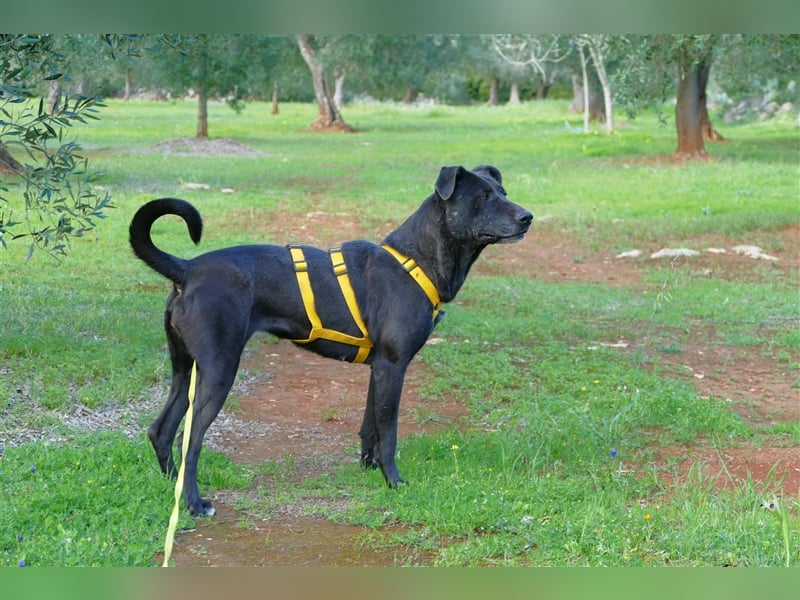 Susy sucht ein Zuhause