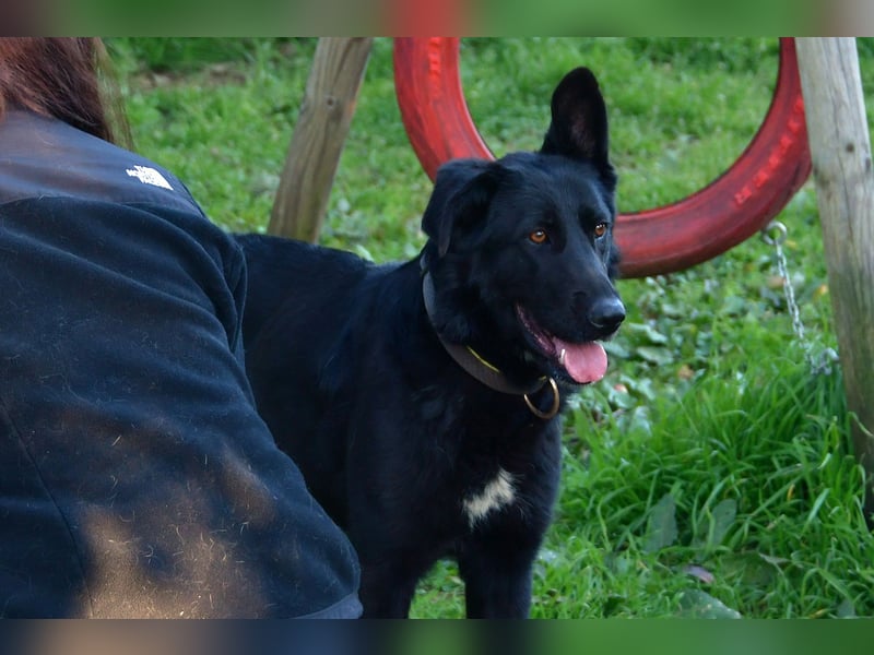 freundliche Zoe sucht ihr Zuhause für immer