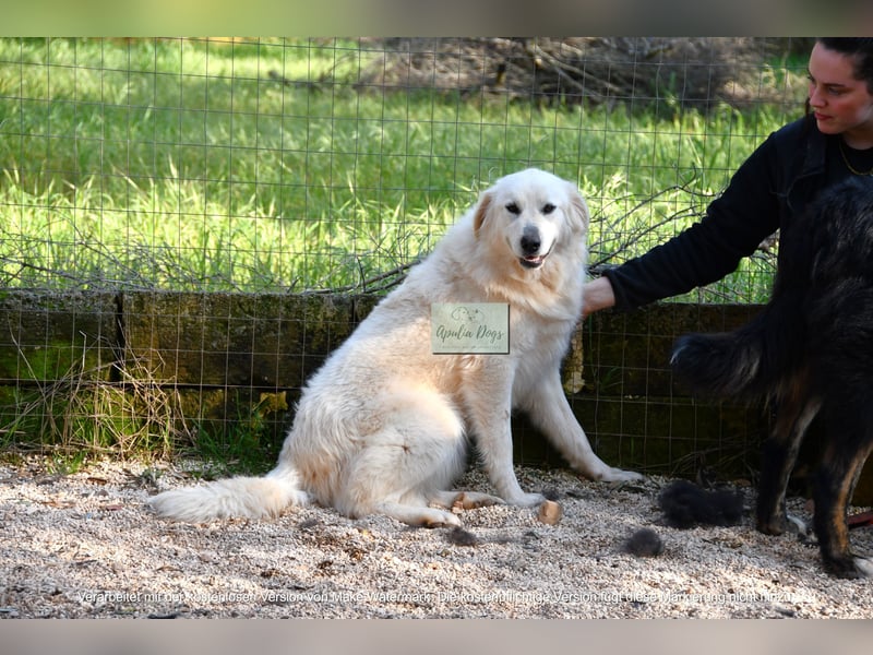 liebe Minka sucht noch ihr Zuhause