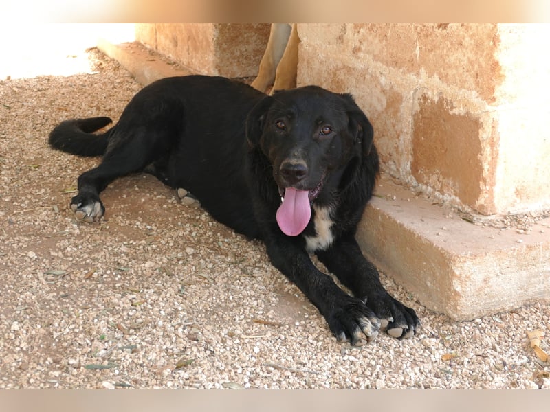 lieber Misha wünscht sich sein Zuhause