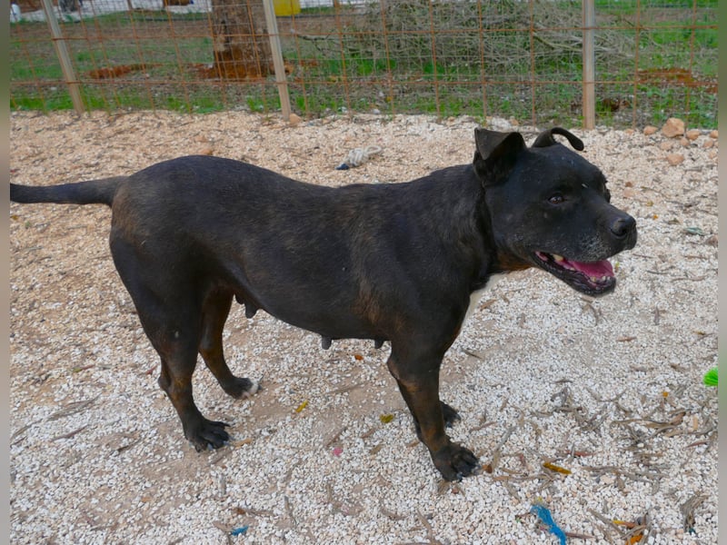 liebe Malu sucht ein liebevolles Zuhause in der Schweiz