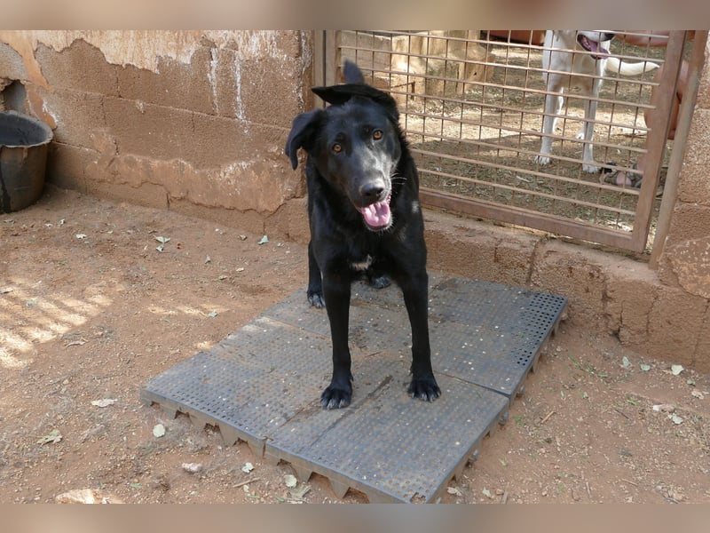 freundliche Zoe sucht ihr Zuhause für immer