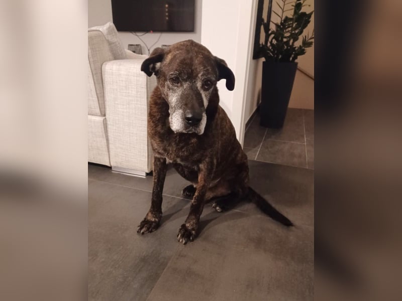 Papy auf Pflegestelle in 88250 Weingarten sucht endlich sein Zuhause