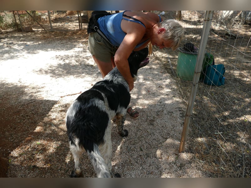 liebenswürdiger Magic sucht sein Zuhause