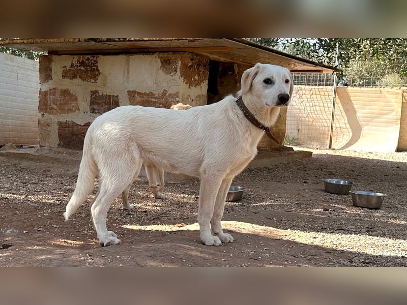 Linda sucht ihr Zuhause für immer