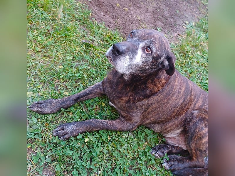 Papy auf Pflegestelle in 88250 Weingarten sucht endlich sein Zuhause