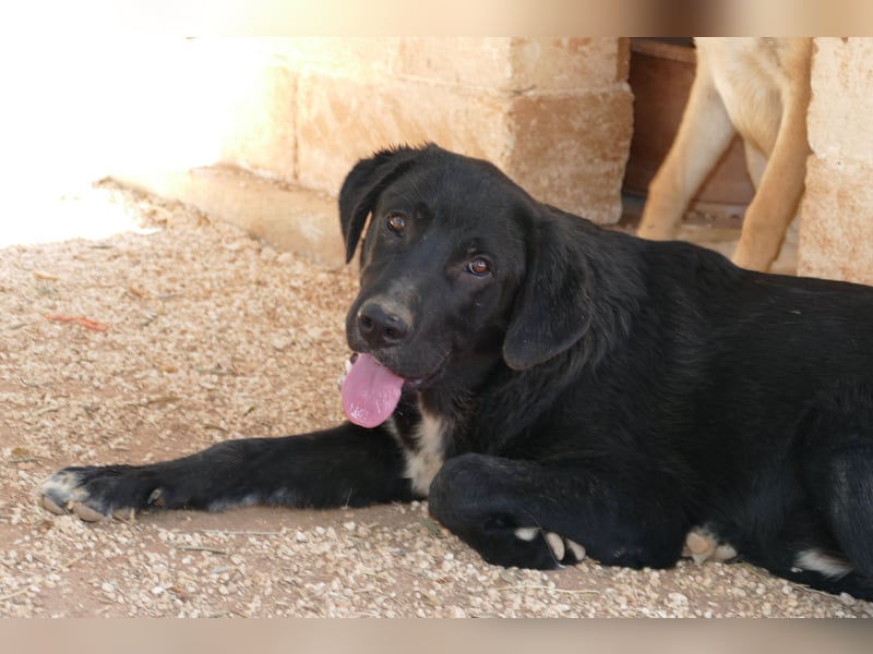 lieber Misha wünscht sich sein Zuhause