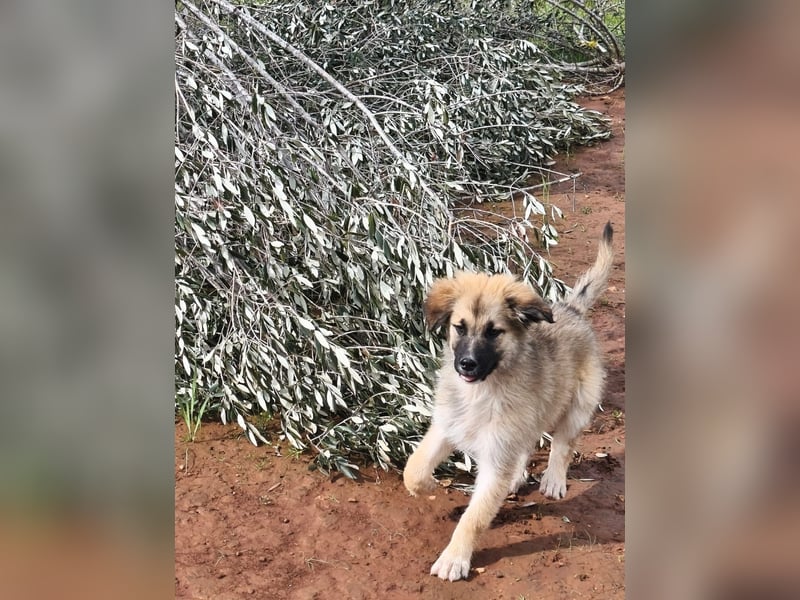 süßer Kalle sucht sein Zuhause