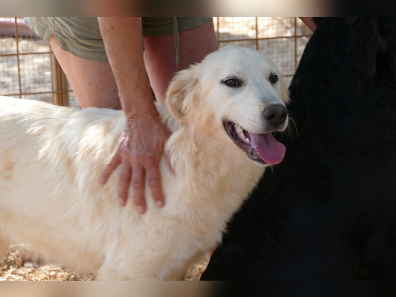 liebe Minka sucht noch ihr Zuhause