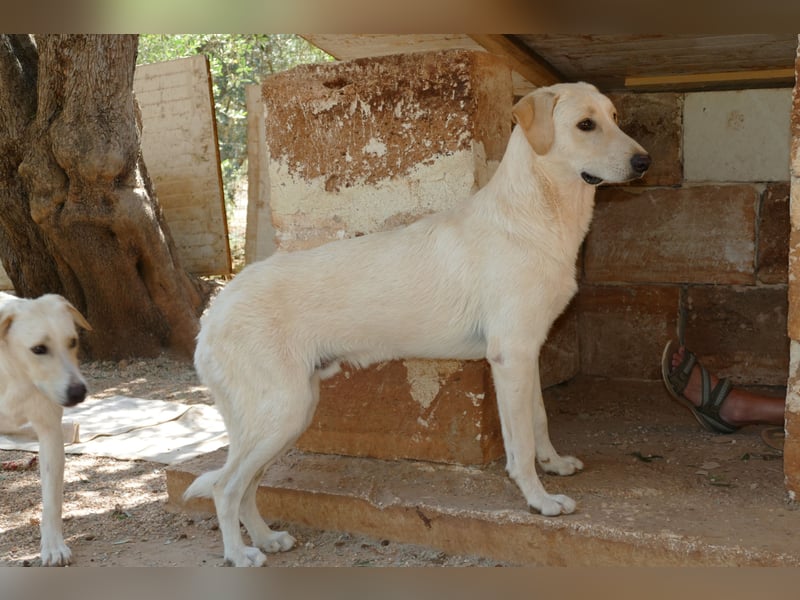 lieber Luke sucht nach seinem Zuhause