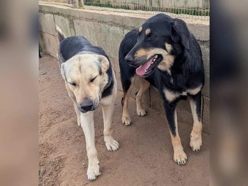 liebste Luisa sucht ihr Zuhause