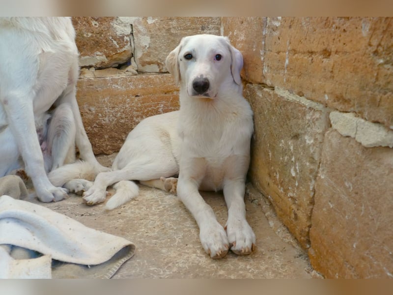 Linda sucht ihr Zuhause für immer