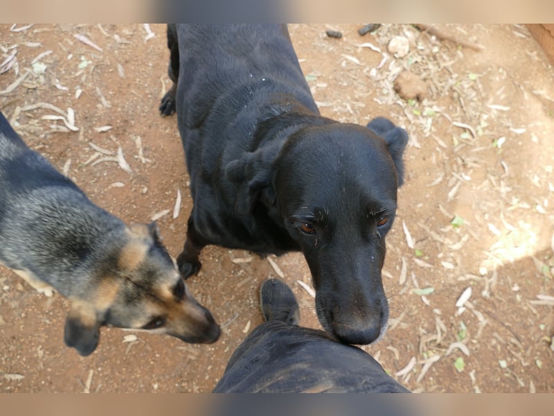 ruhige und liebe Pepa sucht ihr Zuhause zum Ankommen