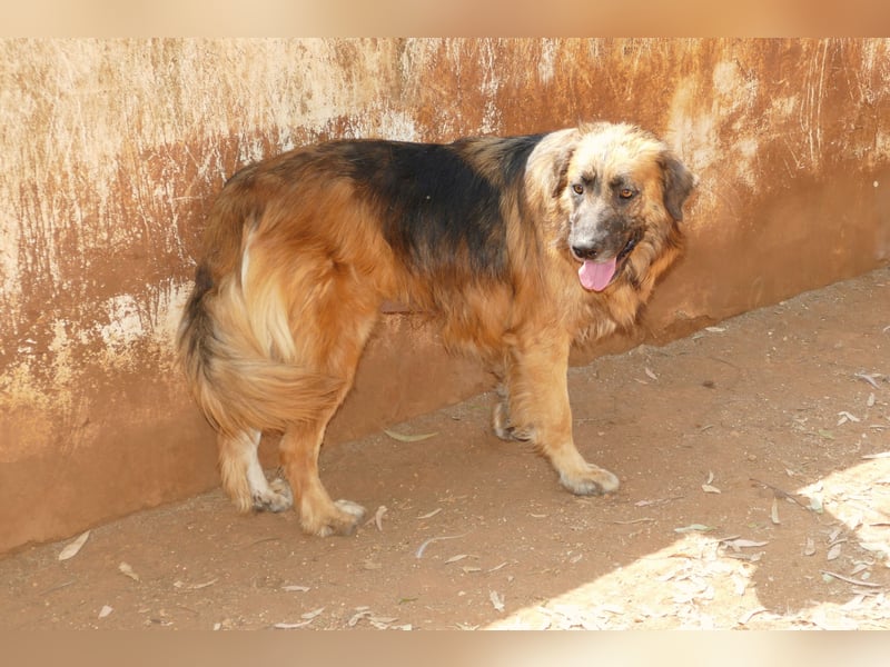 Frodo wünscht sich sein Zuhause für immer