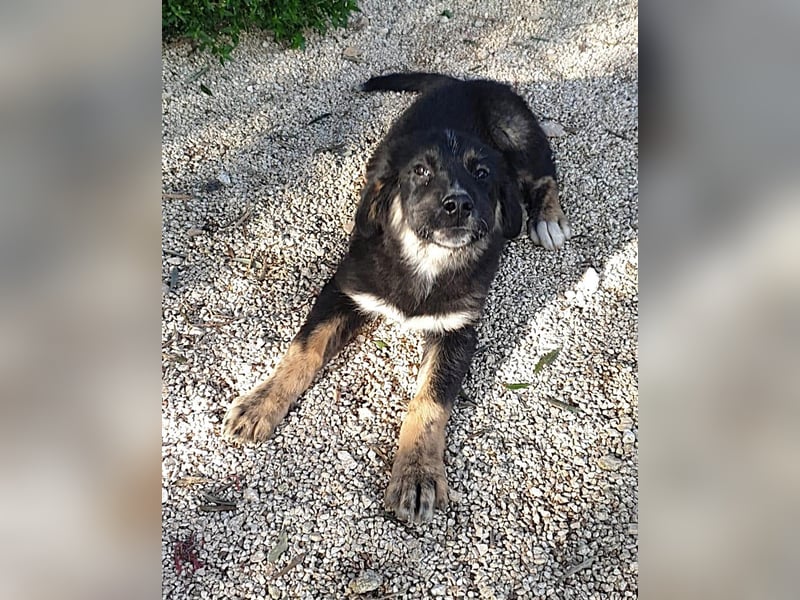 süßer Macho sucht sein kuscheliges Zuhause