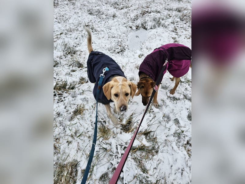 Nacho auf Pflegestelle in in 88273 Fronreute sucht sein Zuhause