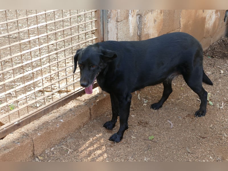 ruhige und liebe Pepa sucht ihr Zuhause zum Ankommen