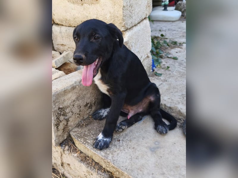 süßer Benno wünscht sich Zuhause süßer Benno wünscht sich Zuhause