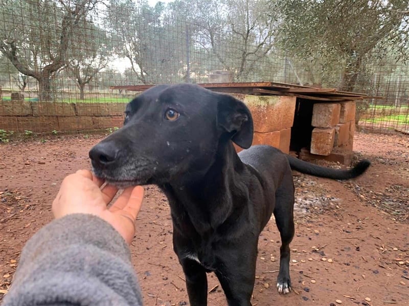 Susy sucht ein Zuhause