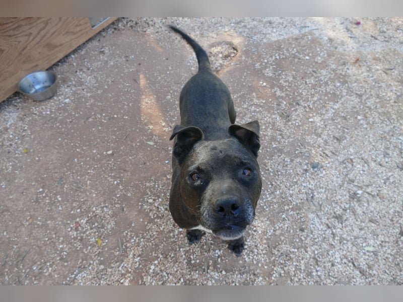 liebe Malu sucht ein liebevolles Zuhause in der Schweiz