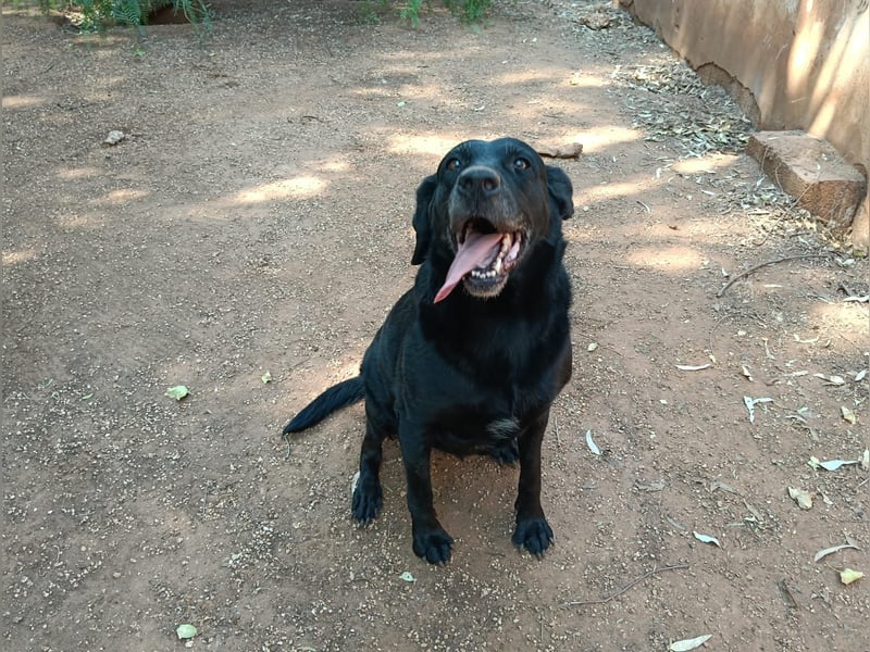 ruhige und liebe Pepa sucht ihr Zuhause zum Ankommen