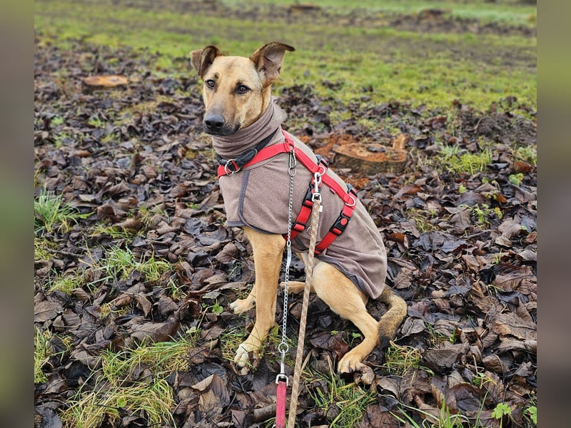 Brad auf Pflegestelle in 88273 Fronreute sucht sein Zuhause