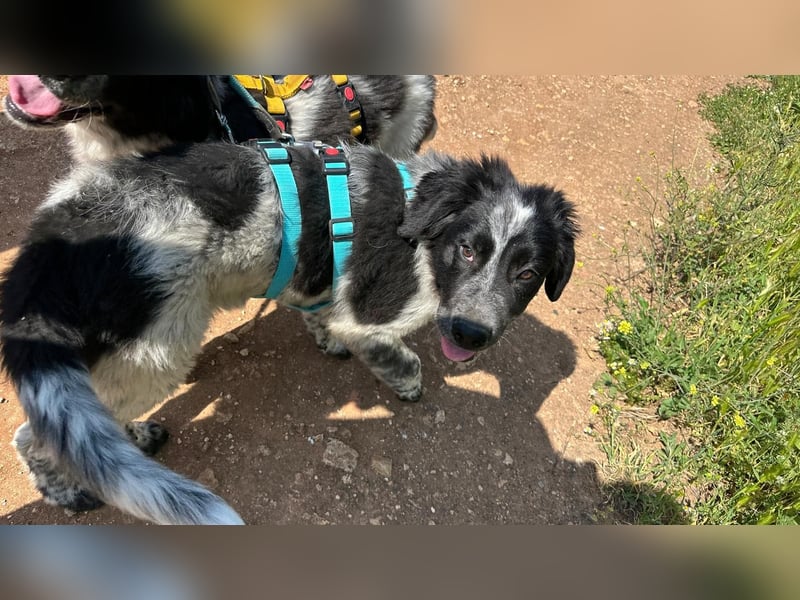 liebenswürdiger Magic sucht sein Zuhause