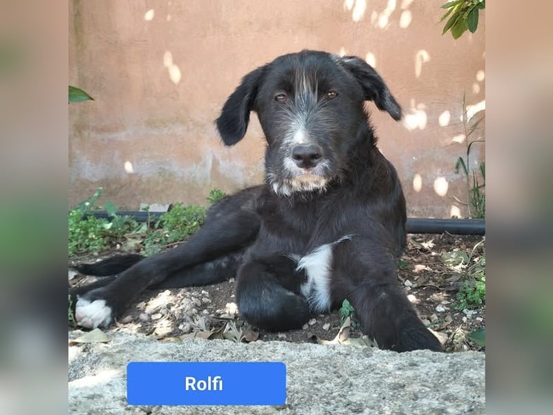 süßer Rolfi sucht sein Zuhause