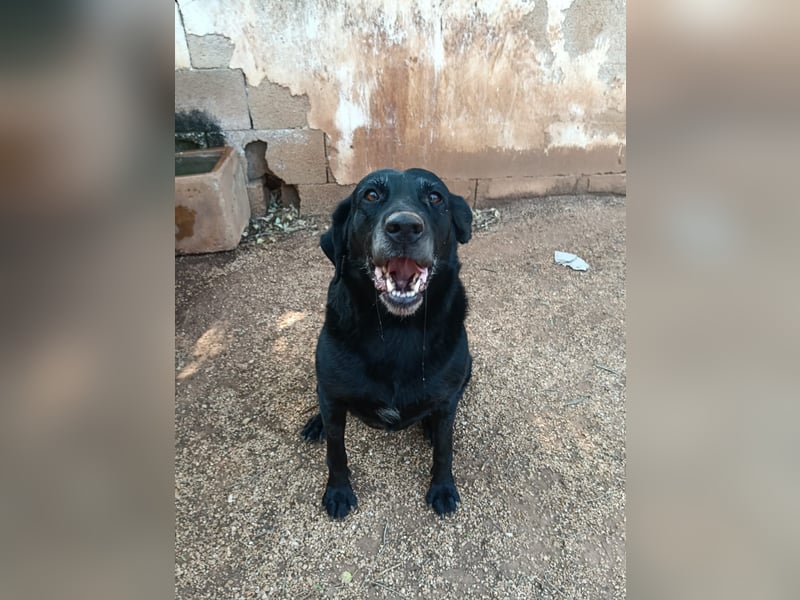 ruhige und liebe Pepa sucht ihr Zuhause zum Ankommen