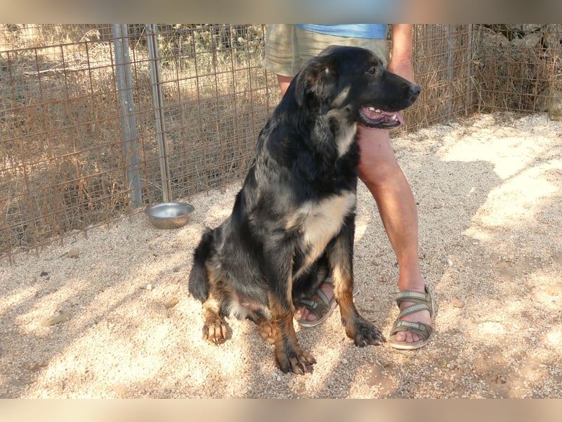 süßer Macho sucht sein kuscheliges Zuhause