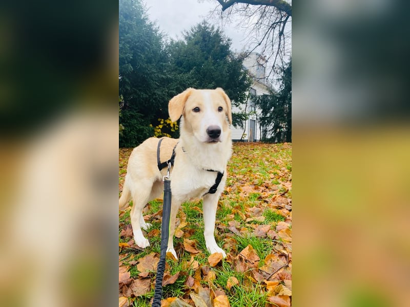 Luke auf Pflegestelle in München such sein kuscheliges Zuhause