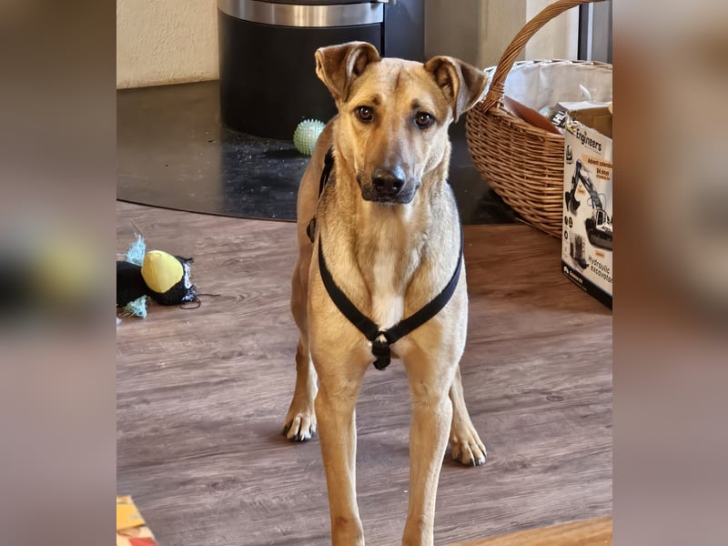 Brad auf Pflegestelle in 88273 Fronreute sucht sein Zuhause