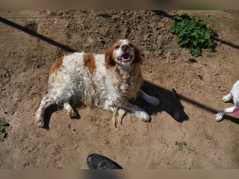 lieber Cocker sucht sein Zuhause für immer