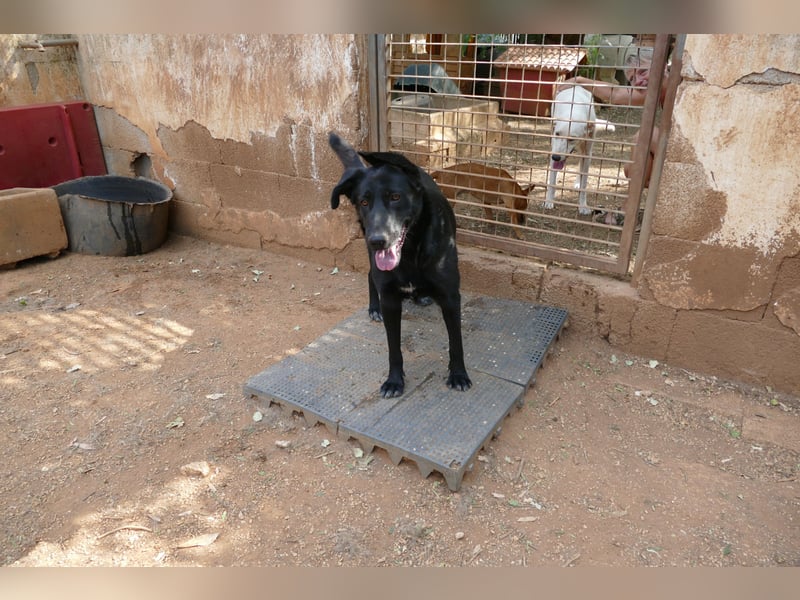 freundliche Zoe sucht ihr Zuhause für immer