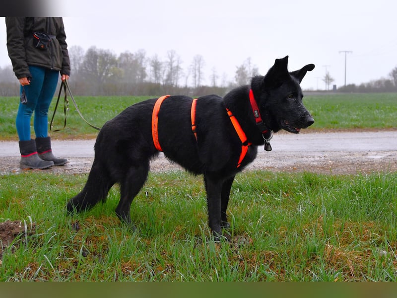 Barby auf Pflegestelle in 72488 Sigmaringen sucht ihr Zuhause