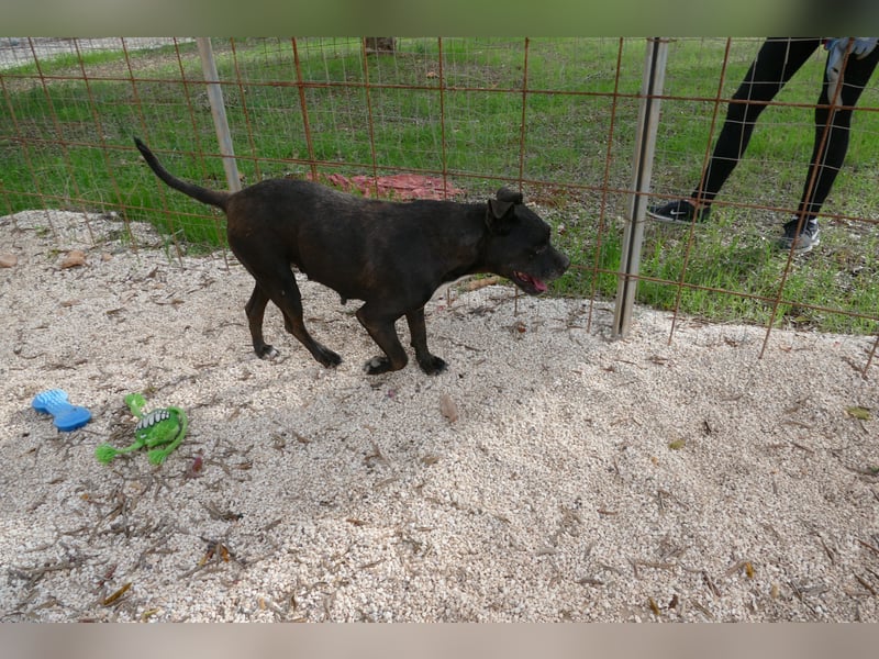 liebe Malu sucht ein liebevolles Zuhause in der Schweiz
