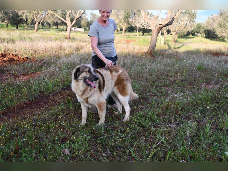 süßer Mack sucht sein Zuhause