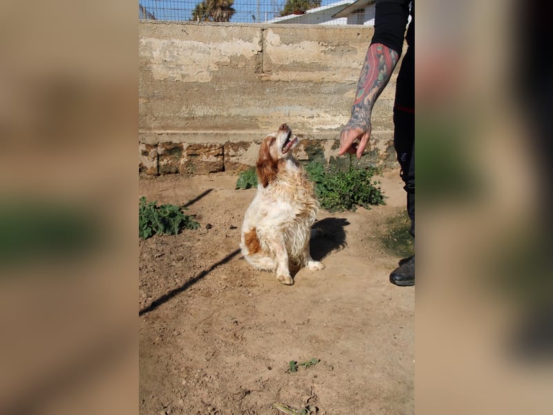 lieber Cocker sucht sein Zuhause für immer