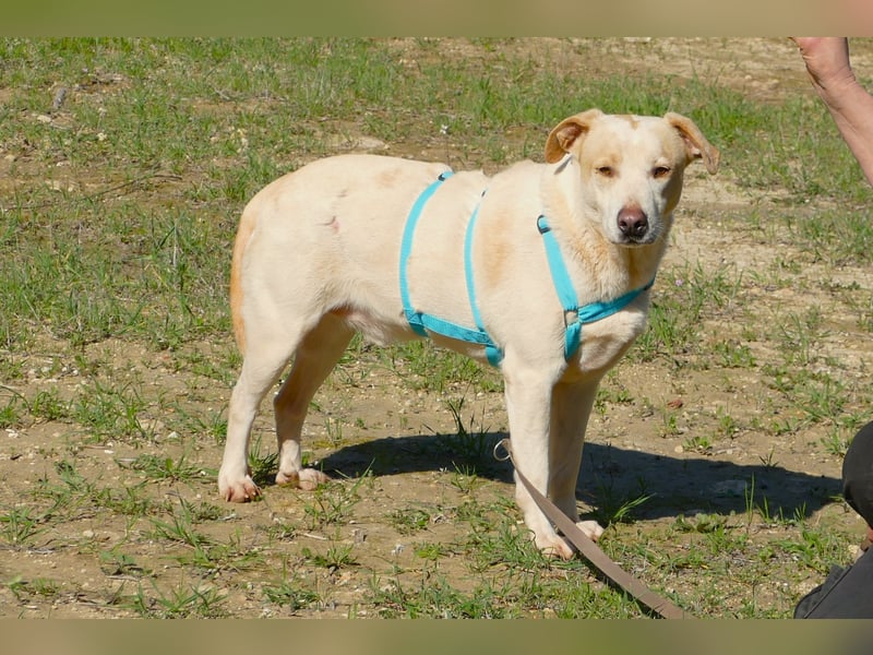 ruhiger Orio wünscht sich sein Zuhause für immer
