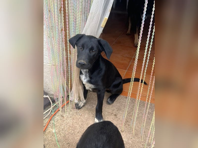 süßer Benno wünscht sich Zuhause süßer Benno wünscht sich Zuhause