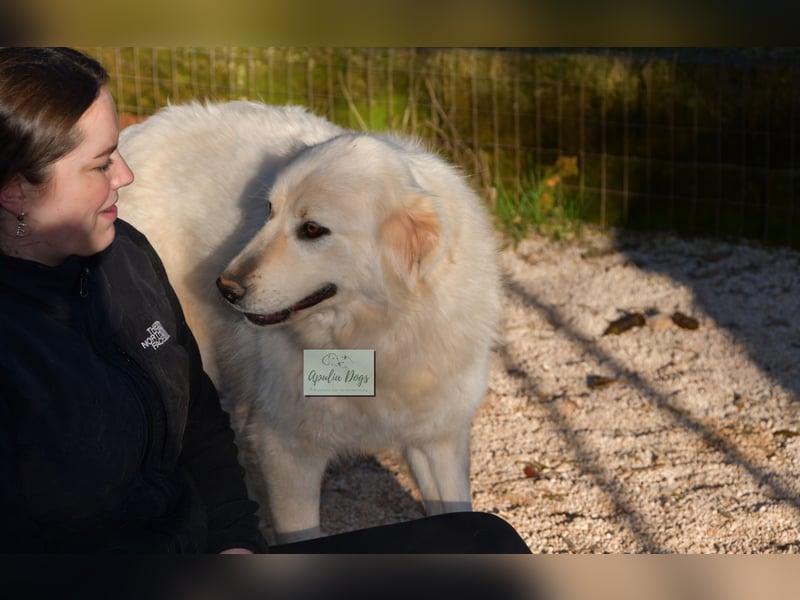 liebe Minka sucht noch ihr Zuhause