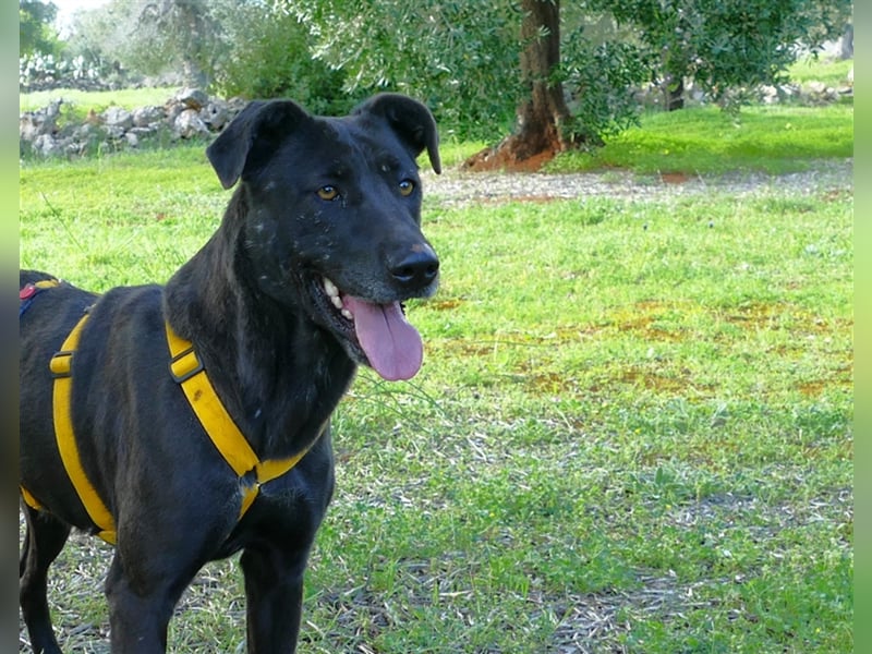 Susy sucht ein Zuhause