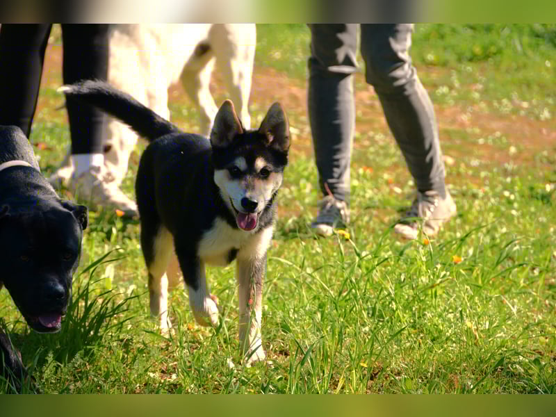 süßer Rocky sucht sein Zuhause für immer