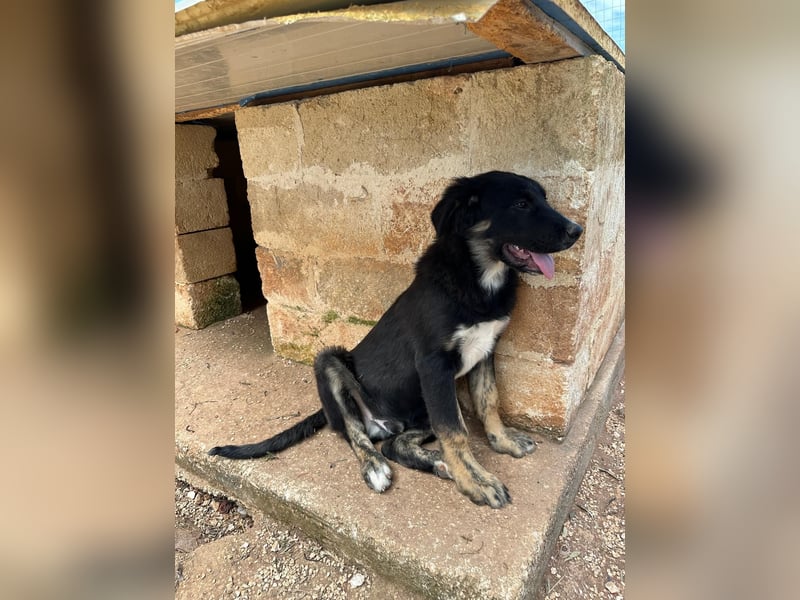 süßer Macho sucht sein kuscheliges Zuhause