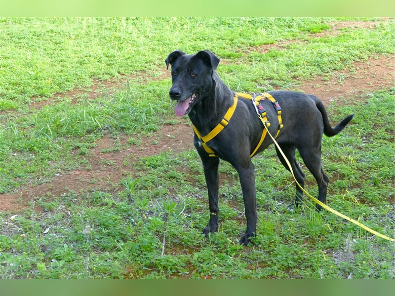 Susy sucht ein Zuhause