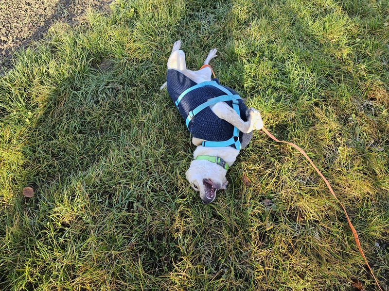 Nacho auf Pflegestelle in in 88273 Fronreute sucht sein Zuhause