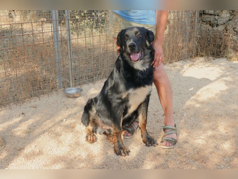 süßer Macho sucht sein kuscheliges Zuhause